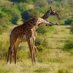 5-Day Murchison Falls and Queen Elizabeth Tour