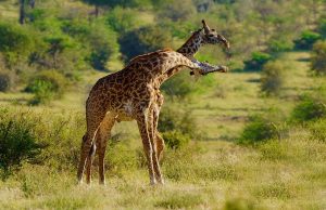 5-Day Murchison Falls and Queen Elizabeth Tour