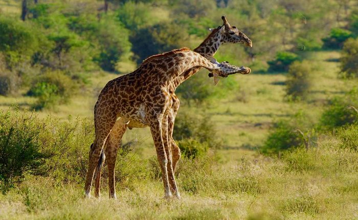 5-Day Murchison Falls and Queen Elizabeth Tour