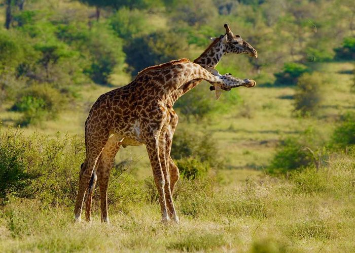 5-Day Murchison Falls and Queen Elizabeth Tour
