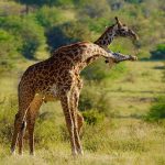 5-Day Murchison Falls and Queen Elizabeth Tour