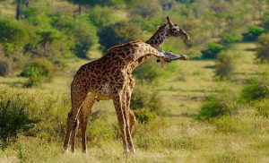 5-Day Murchison Falls and Queen Elizabeth Tour