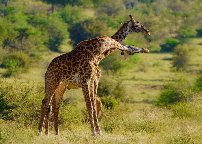 5-Day Murchison Falls and Queen Elizabeth Tour
