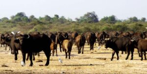 Uganda Buffalo/Cape Buffalo