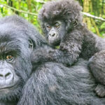 Gorilla Photography Tips Uganda