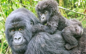 Gorilla Photography Tips Uganda
