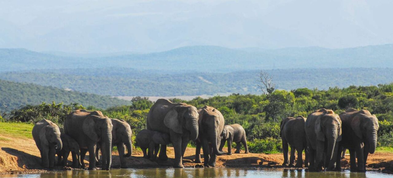 Best of Congo, Rwanda, Uganda Safari-14Days