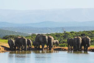 Best of Congo, Rwanda, Uganda Safari-14Days