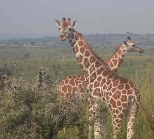 Uganda Giraffes