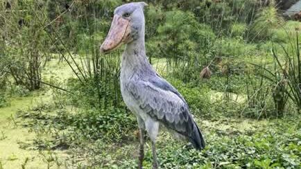 Shoebill Stork Uganda