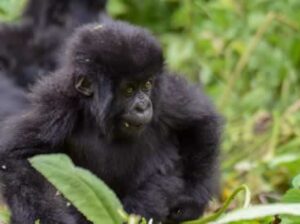 9 Day Uganda Primate Tour - 7-Day Uganda Gorilla and Chimpanzee Tour