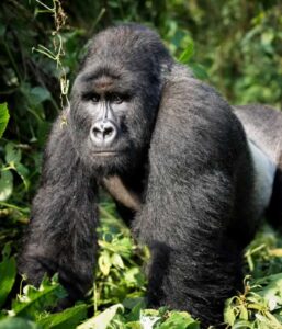 32 Days wildlife Safari In Uganda, Rwanda, Kenya And Tanzania