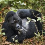 Uganda's Top Gorilla Trekking Destinations