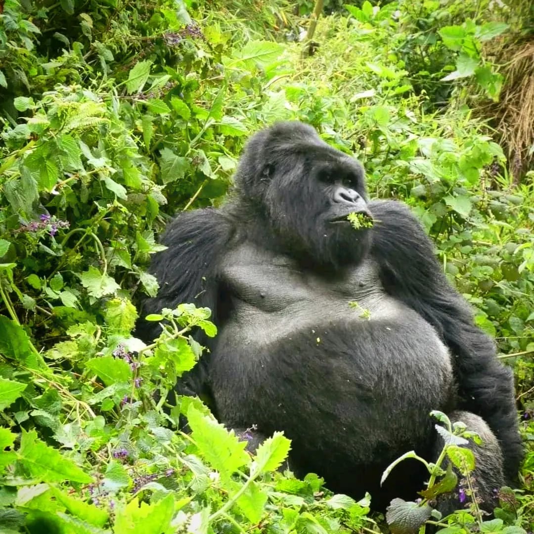 Best Wildlife Uganda Safari