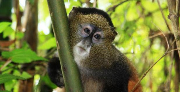 Rwanda Primates And Wildlife Safari - 12Days