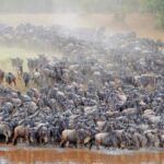 Masai Mara Game Reserve-Great Wildbeest Migration