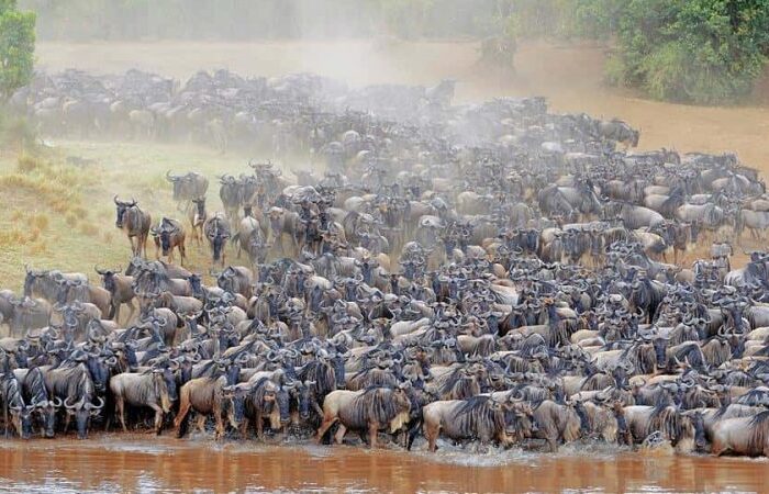 Masai Mara Game Reserve-Great Wildbeest Migration