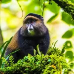 Rwanda Primates And Wildlife Safari
