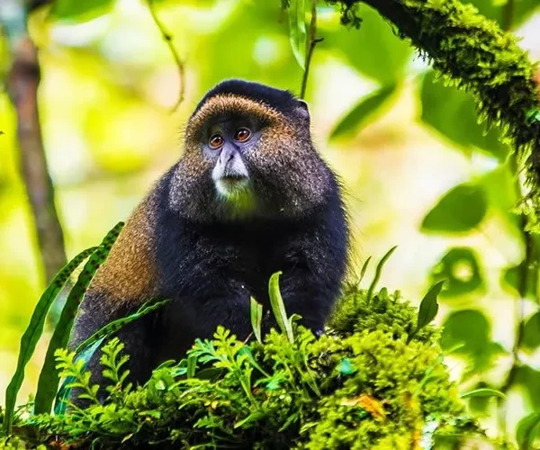 Rwanda Primates And Wildlife Safari