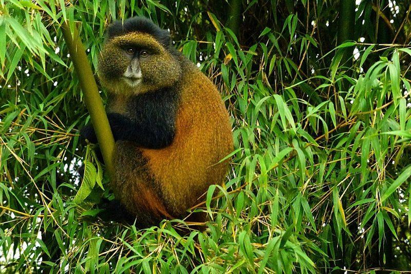 Rwanda Primates And Wildlife Safari - 12Days