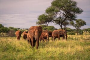 Amboseli National Park - Umarella Voyage Safaris