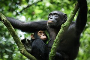 Uganda best Tour Operators - Mahale mountains national park