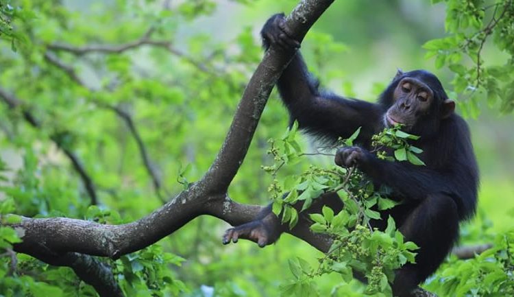 6 Day Gorilla and Chimpanzee Trekking Safari Uganda