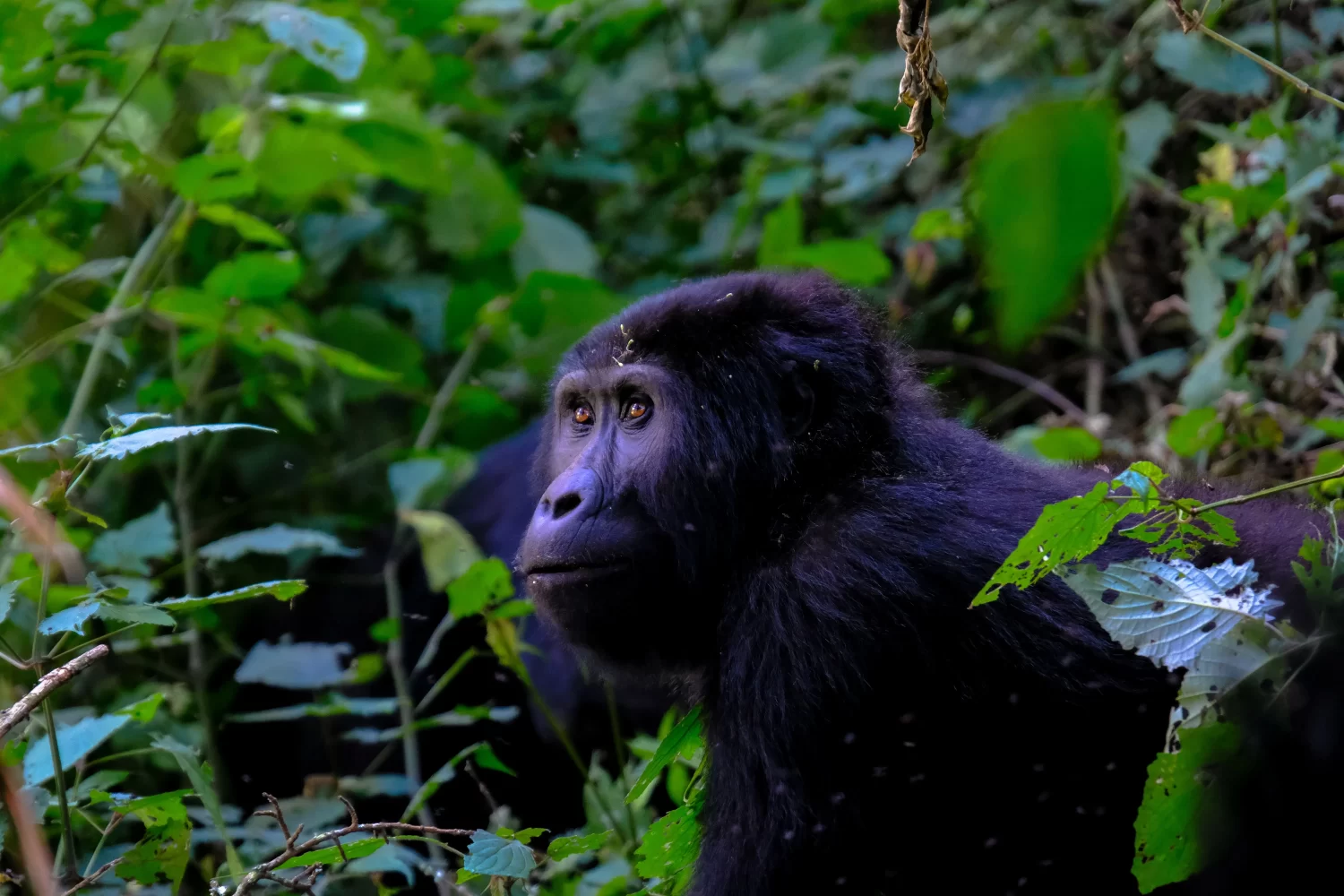 Uganda's top gorilla trekking destinations