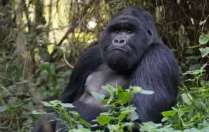 Gorilla Trekking and Habituation