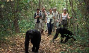 Tanzania Uganda wildlife Tour