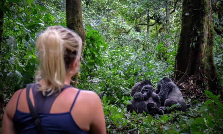 6 Day Gorilla and Chimpanzee Trekking Safari Uganda