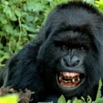 Gorilla Numbers in Uganda: