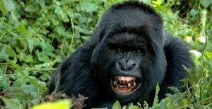 Gorilla Numbers in Uganda: