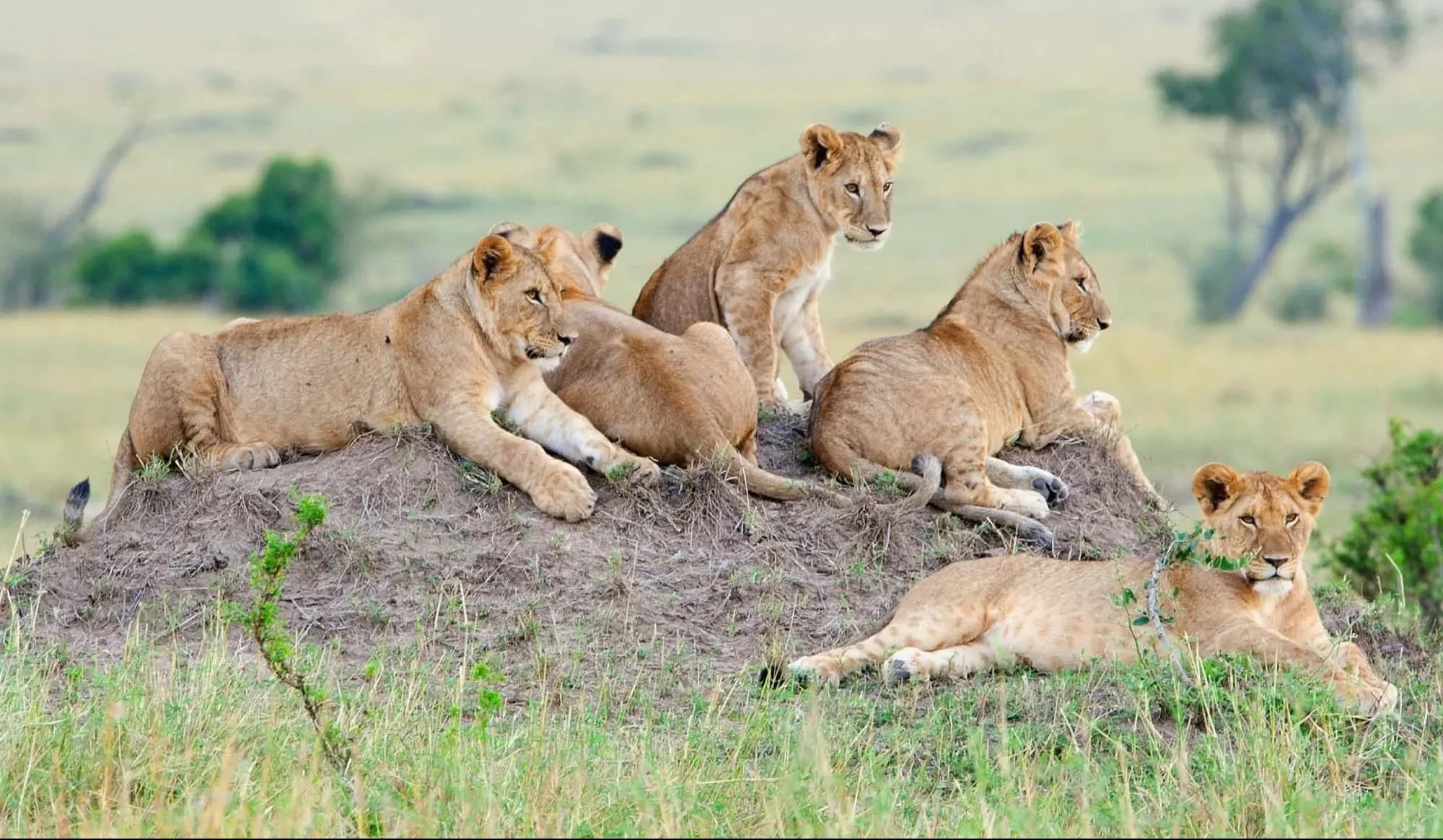 Planning a Memorable Uganda Safari