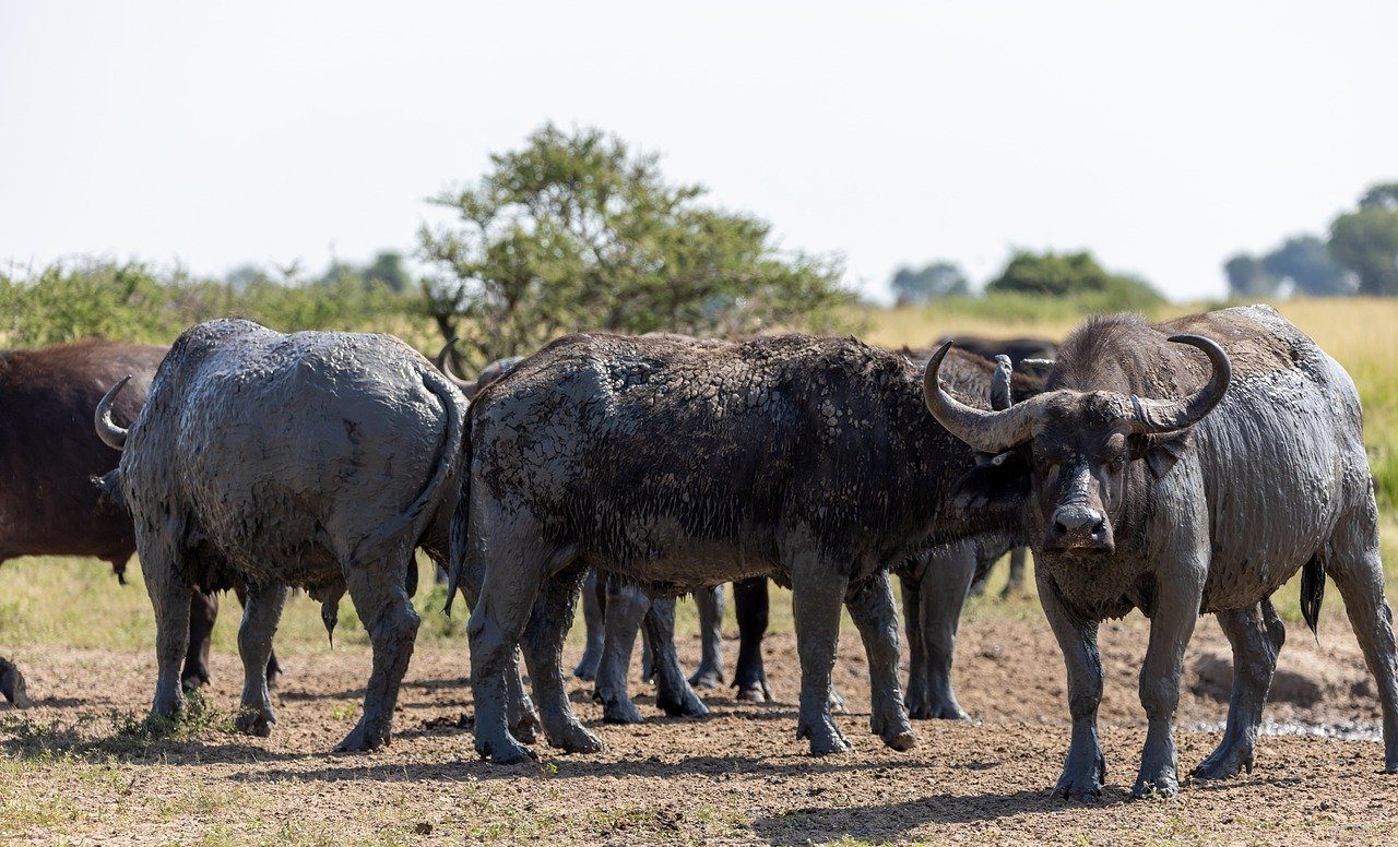Pian Upe Game Reserve