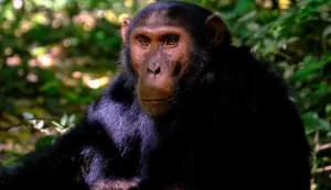 Uganda Safaris -