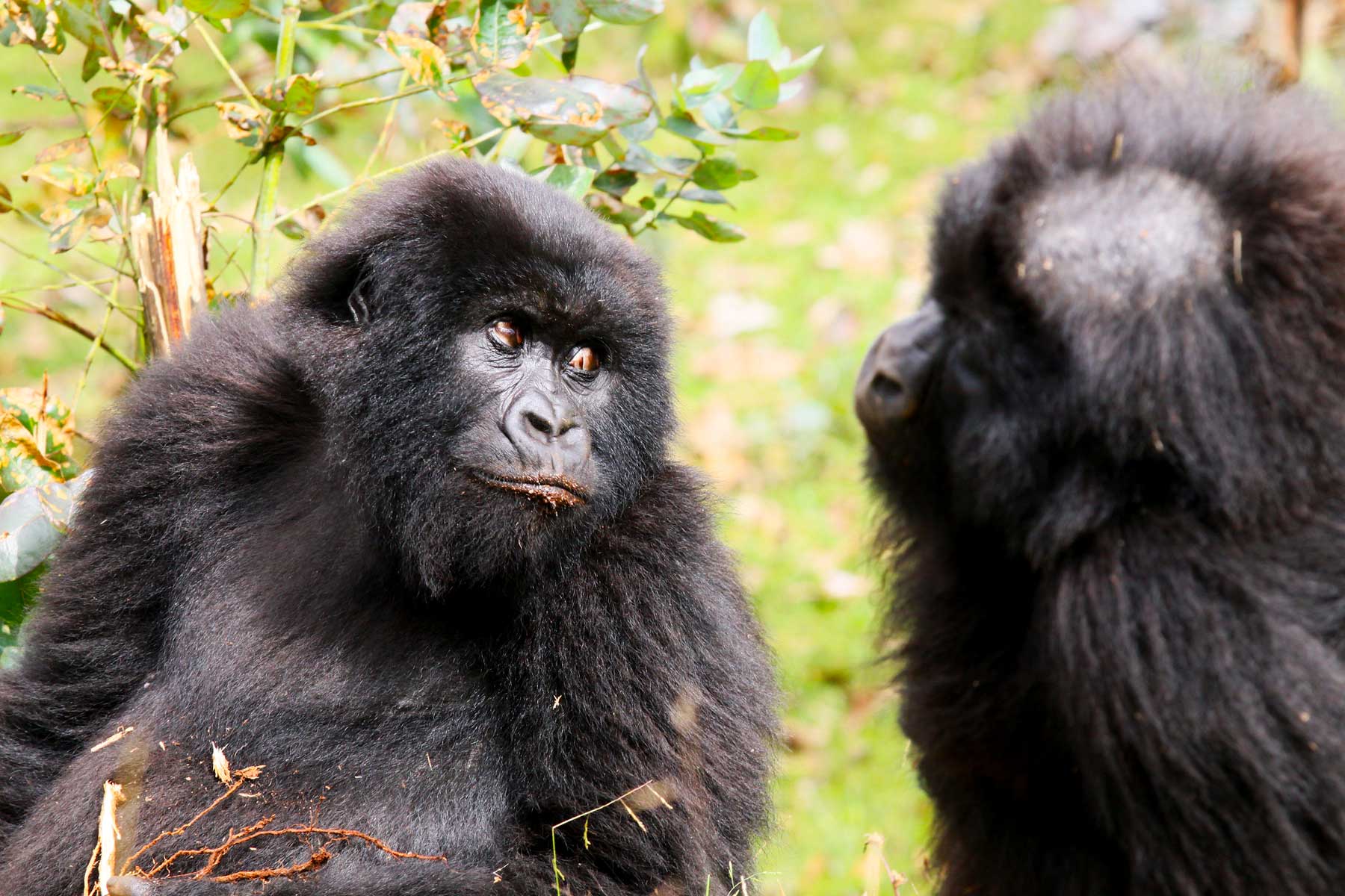 gorilla-trekking-in-uganda