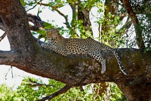 leopards-in-Uganda - Tanzania Uganda Wildlife Tour-13 Days