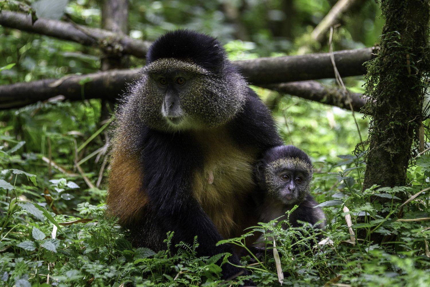 Gishwati-Mukura National Park