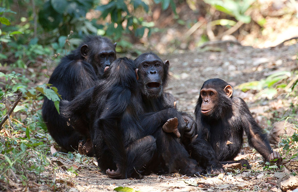 Gombe National Park - 8 Day Luxury Uganda Gorilla Safari -