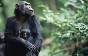 Gombe National Park - 3-day chimpanzee tracking