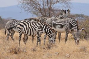 Samburu national park
