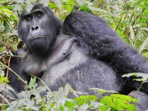 8 Day Uganda and Kenya Safari 